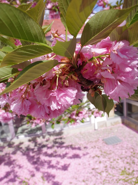 IMGP0068.JPG